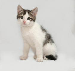 Naklejka na ściany i meble Striped and white kitten sitting on gray