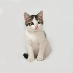 Striped and white kitten sitting on gray