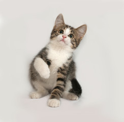 Striped and white kitten playing on gray