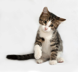 Striped and white kitten sitting on gray