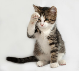 Obraz premium Striped and white kitten sitting on gray