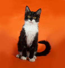 Black and white kitten sitting on orange