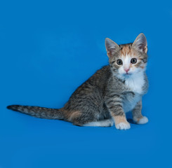 Tricolor striped kitten sitting on blue
