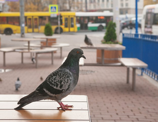 Pigeon sitting on sidewalk cafe table