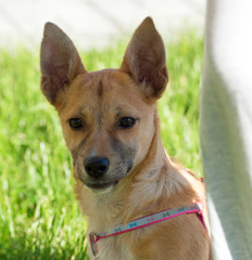 Red dog stands on background of grass