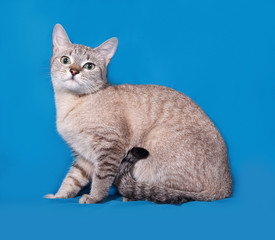 Striped gray cat sitting on blue