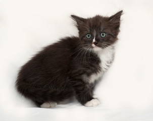 Siberian fluffy black and white kitten sitting on gray