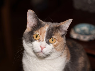 Fototapeta na wymiar Tricolor cat on background of room