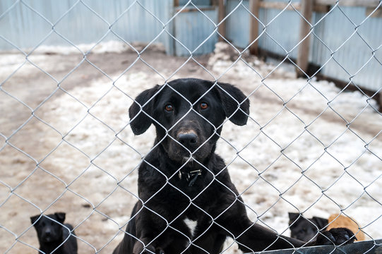 Black Dog And Puppies Are Behind Metal Grid In Shelter