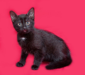 Small black kitten sitting on red