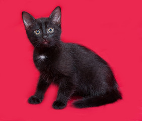 Small black kitten sitting on red