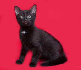 Small black kitten sitting on red