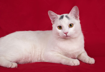 White cat with gray spots lies on red