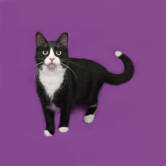 Black and white cat standing on lilac