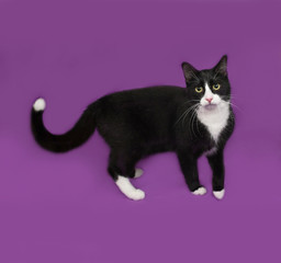 Black and white cat standing on lilac