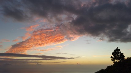 Árbol en el atardecer