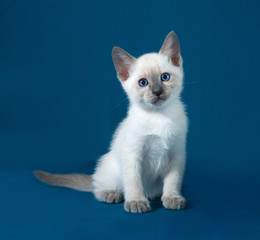 Thai white kitten sitting on blue