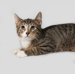 Fototapeta premium Striped and white kitten lying on gray