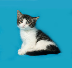 Striped and white kitten sitting on blue