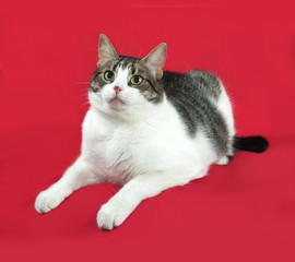 Tabby and white cat lies on red