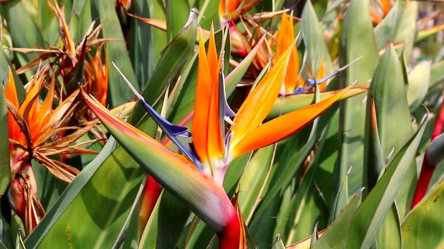 Strelitzia 