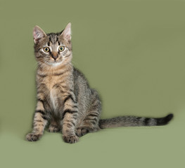 Striped kitten sitting on green