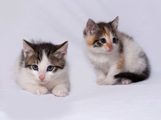 Fototapeta na wymiar White and striped kitten lying on gray