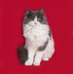 Fluffy gray and white kitten sitting on red
