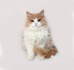Fluffy red and white kitten sitting on gray