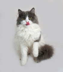 Obraz premium Fluffy gray and white kitten sitting on gray