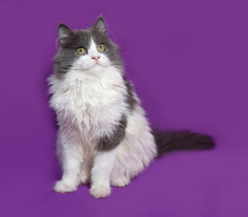 Fluffy gray and white kitten sitting on lilac