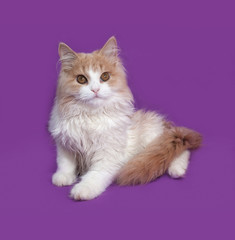 Fluffy red and white kitten sitting on lilac