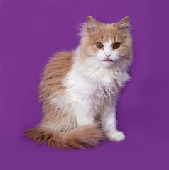 Fluffy red and white kitten sitting on lilac