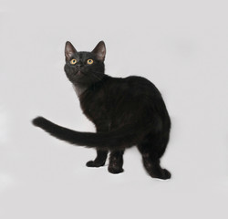 Black kitten standing on gray