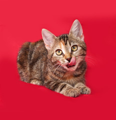 Tricolor kitten lies on red
