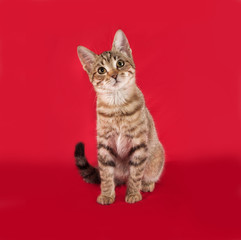 Obraz premium Striped kitten sitting on red