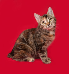 Tricolor kitten sitting on red