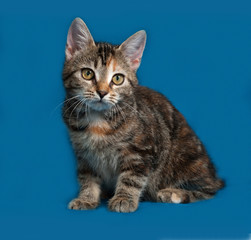Naklejka na ściany i meble Tricolor kitten sitting on blue