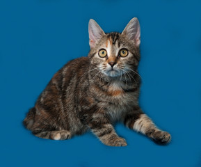 Fototapeta na wymiar Tricolor kitten sitting on blue