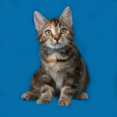 Naklejka na ściany i meble Tricolor kitten sitting on blue