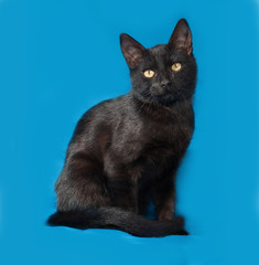 Black kitten sitting on blue