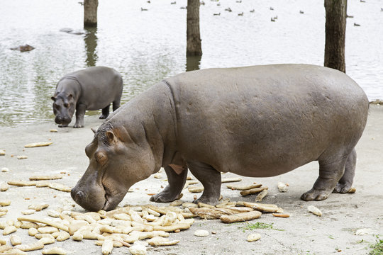 Pygmy hippos