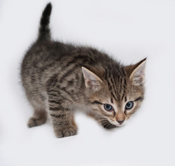 Striped and white kitten standing on gray