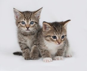 Fototapeta na wymiar Two striped and white fluffy kitten sitting on gray