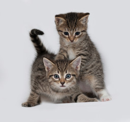 Fototapeta premium Two striped and white fluffy kitten playing on gray
