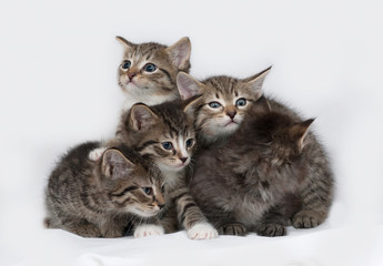 Four striped and white kitten sitting on gray