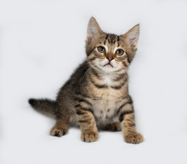 Fototapeta na wymiar Striped and white kitten sitting on gray