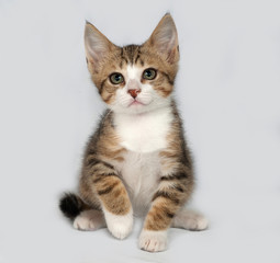 Striped and white kitten sitting on gray