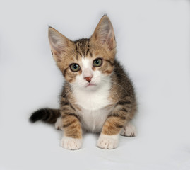 Striped and white kitten sitting on gray