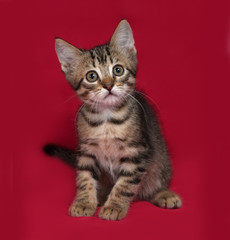 Obraz premium Striped and white kitten sitting on red